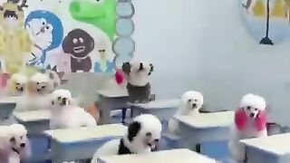 Dogs School of Dogs. Readers, Dance, Sure. And acting is very bad