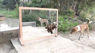 Dog vs miror