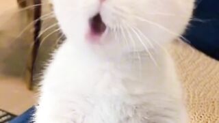 Chat qui chante