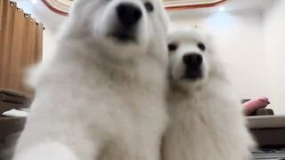 Best dog video ????