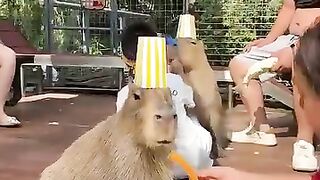 Capybara♥️????