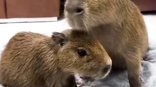 _capybara