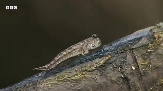 This Fish Can Walk On Water