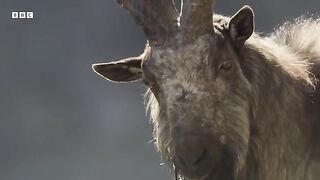 Male Mountain Goats Lock Horns for Love