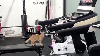 cat gym