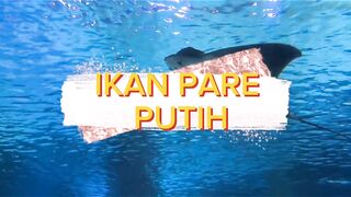 Ikan pari