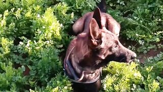 "Belgian Malinois Exploring the Orchard – Power and Loyalty in Nature"