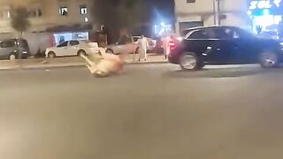 Horse Strikes the Car