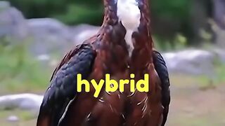 Les animaux hybrides les plus effrayants????.