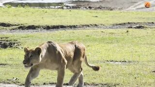 This zebra was unaware of the danger while