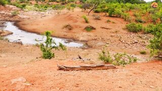 Incredible sighting of a leopard running as fast as it can to save