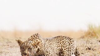 Slowly and silently, the leopard crept closer and closer until it