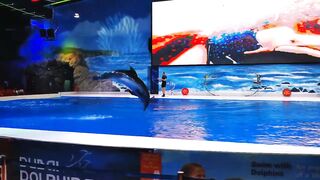 Dolphin Show At Dolphinarium [4K-60FPS]????????Dubai.