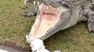 Dog and crocodile what do you expect