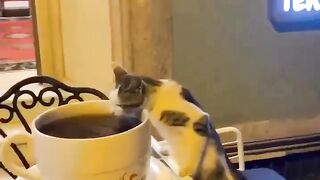 Cat Love Coffee