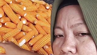 petani ndeso  hasil panen jagung murah