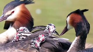 watch_this_great_crested_grebe_father_lovingly_fee_