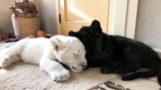 Two Cute Black & White Baby Cat