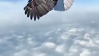 Eagle sky