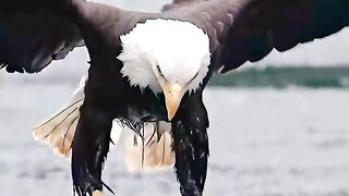 eagles devours