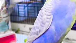 half_sider_budgie_bird_birds_parrot_budgies_pets