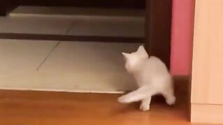 Kitten doing pranks