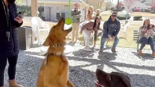 videos Dog parents are the best