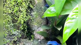 Blue Poison Dart Frog