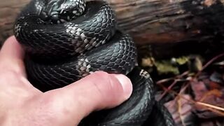 Eastern Kingsnake: The Jet Black One That Can Eat Other Snakes, Like, Literally!