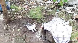 Stray kittens and their mom looking for food.