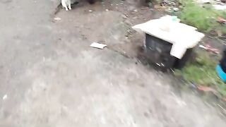 Stray kitten and its mother are looking for food.