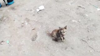 Stray kittens and their mom in the garbage.