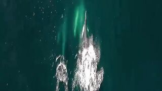 REAL SOUND OF BLUE WHALE_FACTS ABOUT BLUE WHALE_UNREAL FACTS.