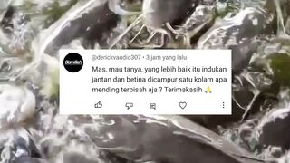 Penempatan induk lele itu bebas, mau dipisah atau disatukan, asalkan memenuhi syarat