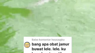 ikan lele banyak terkena penyakit jamur disaat musim hujan, WASPADALAH