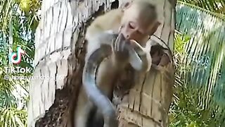 A simple battle between monkeys and snakes