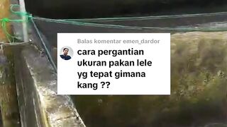 Cara ganti jenis pakan pelet agar ikan lele tidak mengalami masalah