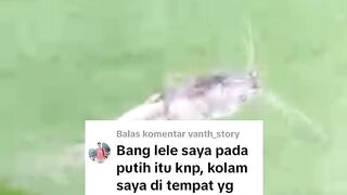 Budiddaya lele dikolam tertutup, lele kena penyakit JAMUR, atasi dengan ini