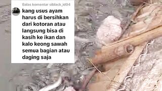 2 pakan alternatif ini jenis daging Begini cara memberikan nya untuk ikan lele