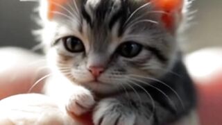 Cute cat ????????