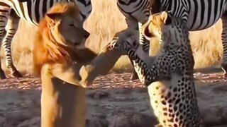 Lion and leopard dancing