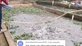 Berapa jumlah kolam yang harus kita siapkan untuk budidaya ikan lele