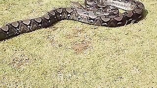 a very large python