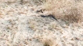 Black Cobra vs Monitor Lizard.mp4