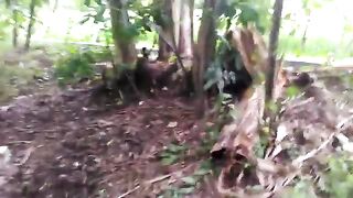 Three feral kitten in the garden.