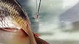 How to cutting Carp fish cutting skills shorts amazing fish cutting