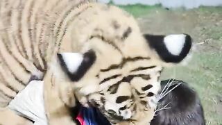 Naughty Kid Playing With Tiger