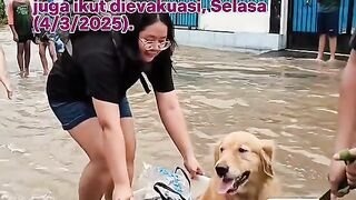 Penyelamatan Anjing Dari Banjir