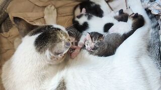 Indonesian domestic cat breastfeeds and cleans her kittens Video