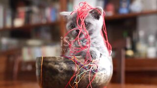 Scottish Fold cat playing with colorful ropes in a rotating metal bowl